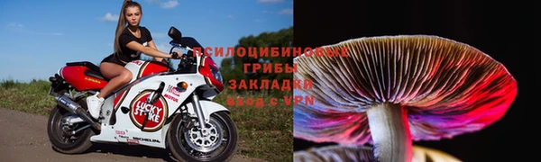 стаф Богданович